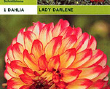 далия Lady Darlene