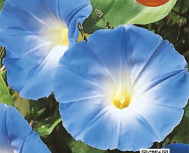Ипомея Синя`SG