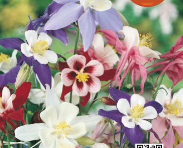 Аквилегия`SG