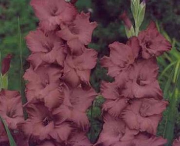 гладиол Indian Summer