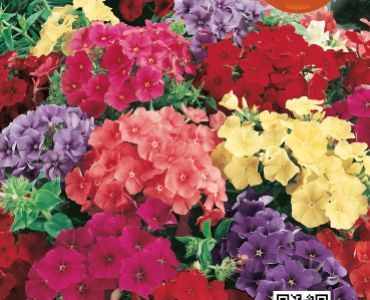 Флокс - нисък SG