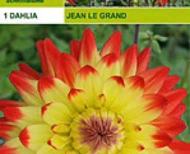 далия Jean Le Grand