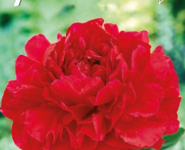 Божур Червен 