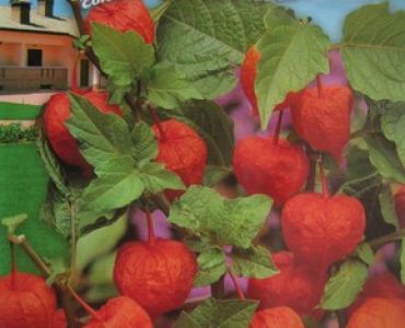 Физалис (семена)