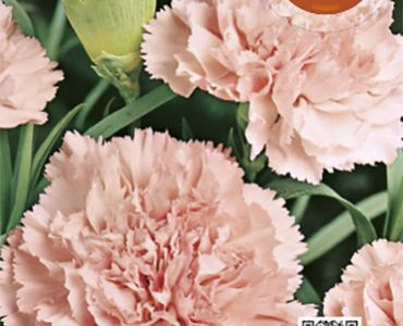 Карамфил Шабо Розов`SG