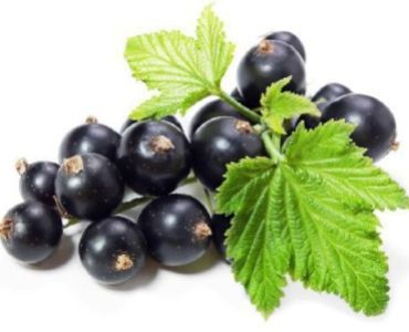 Касис - черно френско грозде