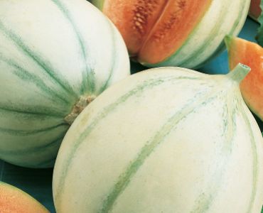 пъпеш Медена роса`SG