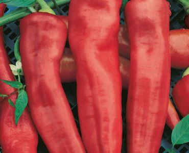 пипер Червен Рог`SG