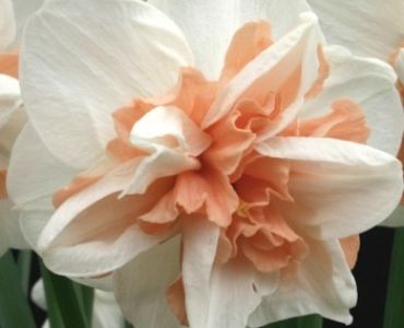 нарцис Double Replete