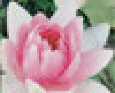 водна лилия Розова