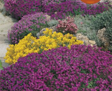 Смес от цветя за Алпиниум