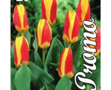 Лале Kaufmanniana - Giuseppe Verdi