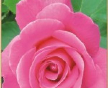 Храстовидна роза 015