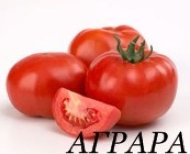 домати Матиас F1