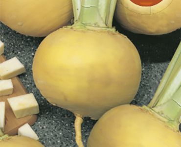 Ряпа Golg Ball`SG