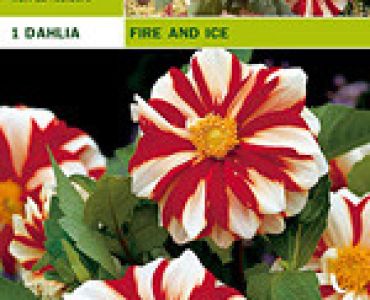 далия ниска Fire and Ice