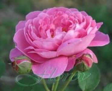 Облагородена храстовидна роза Флоров: Каталожен номер 45