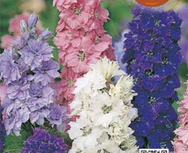 Делфиниум букет микс`SG