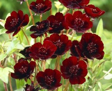 Космос шоколад