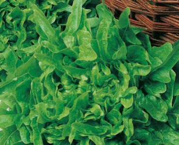 салата Каталогна`SG