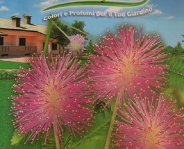 Срамежлива Мимоза