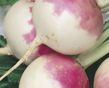 ряпа Tonda a Colleto viola`SG