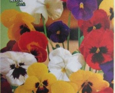 теменуга Швейцарски гигант смес