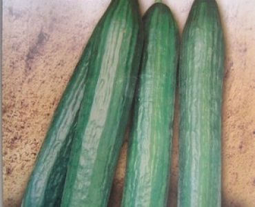 краставици Фуджияма F1