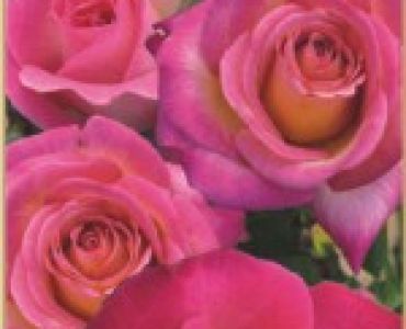 Храстовидна роза 017