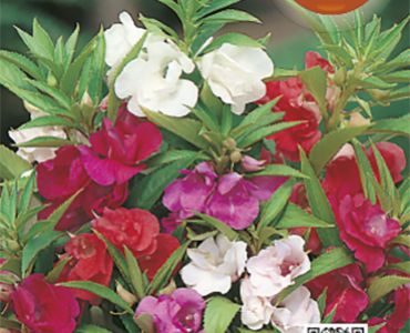 Импасианс Балсамина`SG