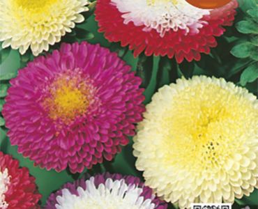 Астра Помпон`SG