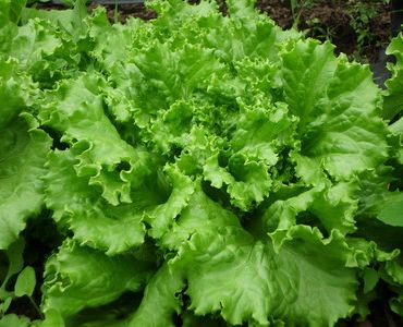 салата Салакис F1 (пелети)