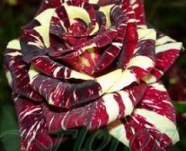 Облагородена храстовидна роза Флоров: Каталожен номер 17