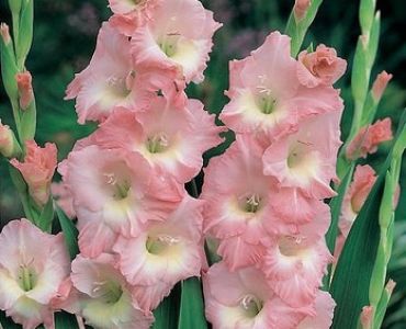 гладиол Rose Supreme