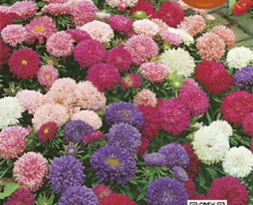 Астра ниска микс`SG