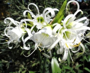 Исмене (Hymenocallis festalis) 16/18