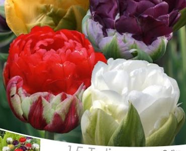 Лалета Gemengd  - Mixed - Ice Cream