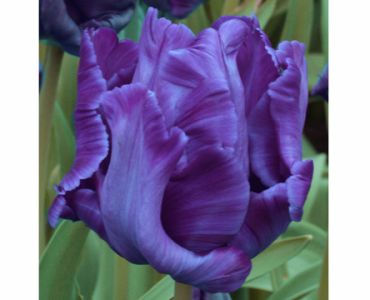 лале parrot blue parrot