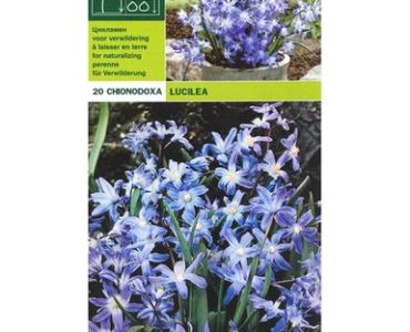 Хионодокса (Chiоnodoxa lucilea)