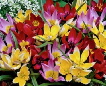 Лале Botanic Mix 1 оп (10 луковици)