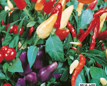 Декоративни Чушлета`SG