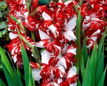 гладиол Zizanie