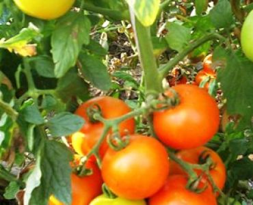 домати Пловдивска каротина