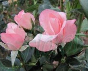 Облагородена храстовидна роза Флоров: Каталожен номер 06