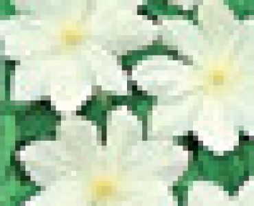 Клематис 'Madame Le Coultre' (бял)