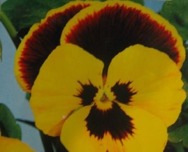 теменуга Жълта с черно