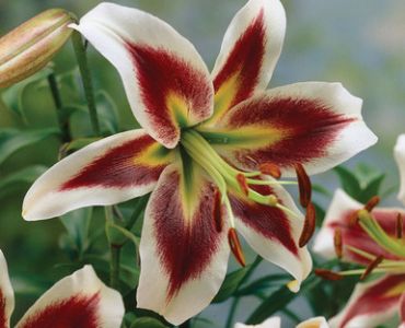 лилиум хибрид Robert Swanson