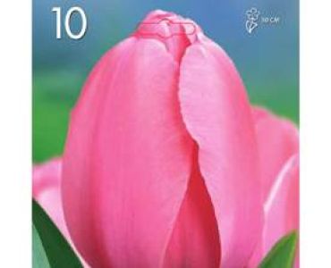 Лале Triumph-Rosa