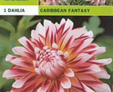 далия Caribbean Fantasy