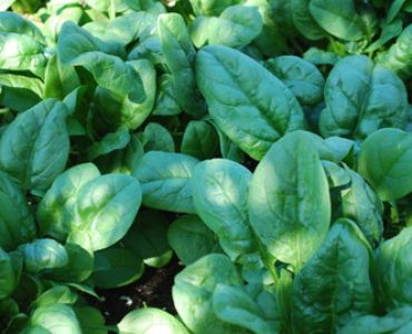 спанак Спанион F1